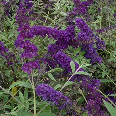 BUTTERFLY BUSH, BLACK KNIGHT 2 G