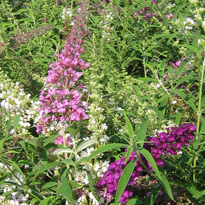 BUTTERFLY BUSH, FOURTH OF JULY 5