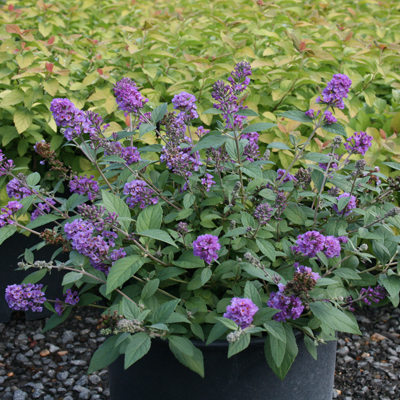 BUTTERFLY BUSH, L&B BLUE CHIP JR