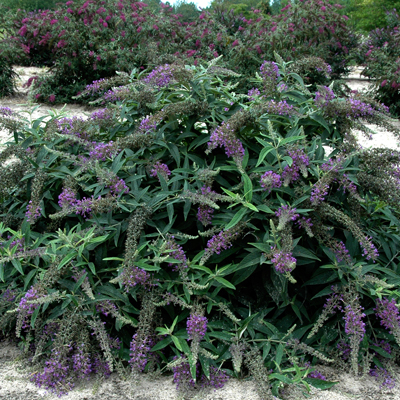 BUTTERFLY BUSH, L&B PURPLE HAZE