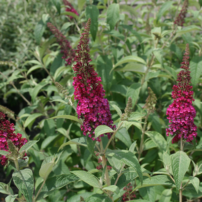 BUTTERFLY BUSH, MISS MOLLY 2 GAL