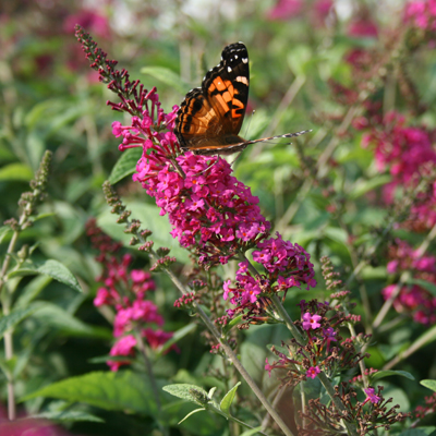 BUTTERFLY BUSH, MISS RUBY 2 GAL