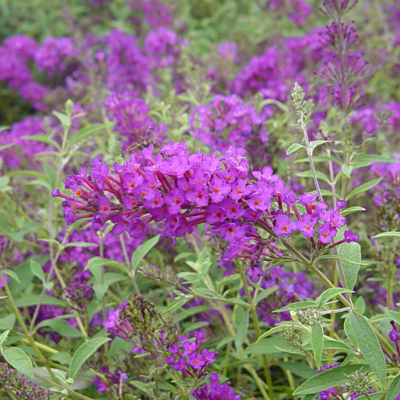 BUTTERFLY BUSH, NANHO PURPLE 2 G