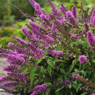 BUTTERFLY BUSH, TUTTI FRUITTI 2G