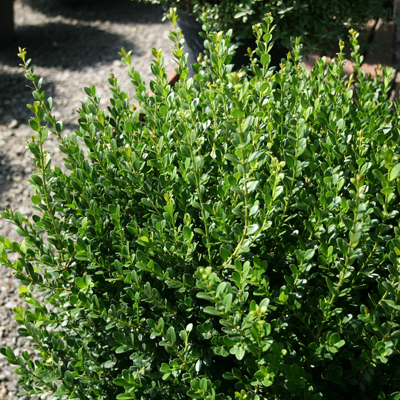 BOXWOOD, BABY GEM 1 GALLON