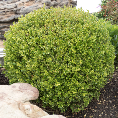 Departments - BOXWOOD, GOLDEN DREAM 3-5 GALLON