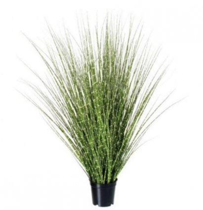 Zebra Fountain Grass