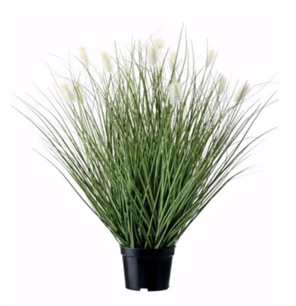 Rabbit Tail Potted Fountain Grass