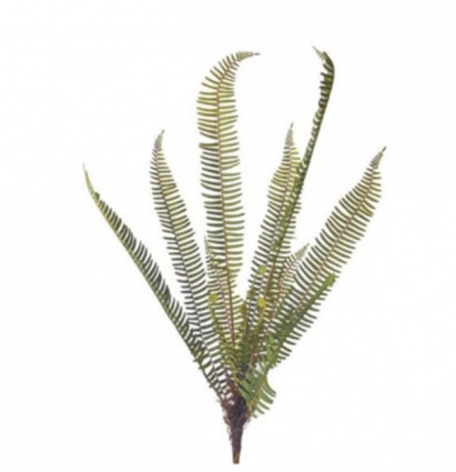 Sage Green Rooted Fern