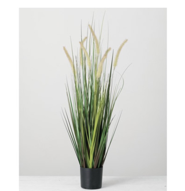 Potted Dogtail Grass