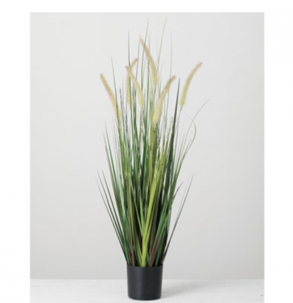 Potted Dogtail Grass