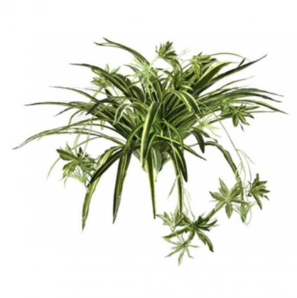 Real Touch Spider Plant