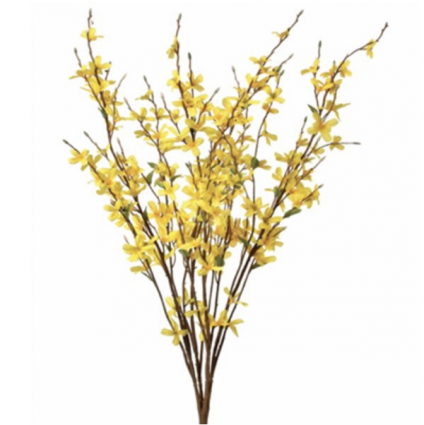 Forsythia Bush