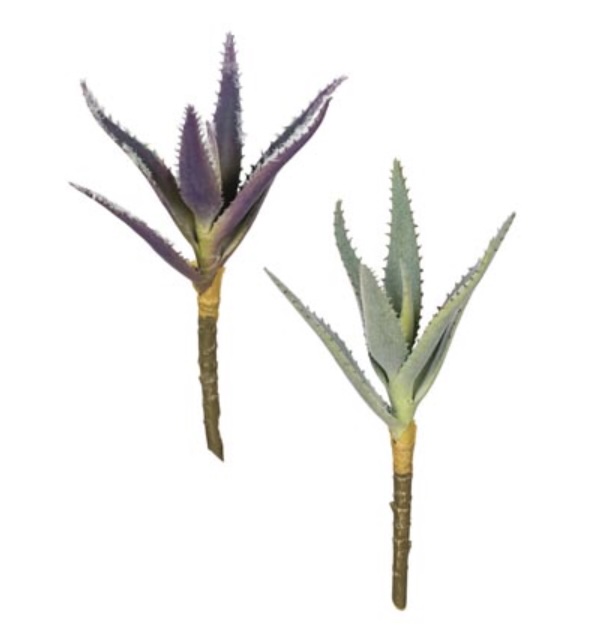 Aloe Succulent Assortment Picks