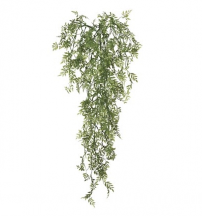 Green Wisteria Vine