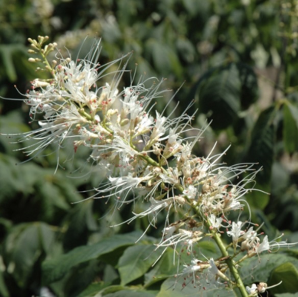 Bottlebrush Buckeye 3'