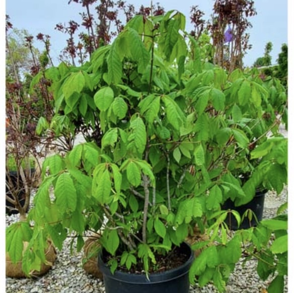 Bottlebrush Buckeye 10G