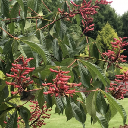 Red Clump Buckeye 4'