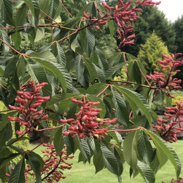 Red Clump Buckeye 5'