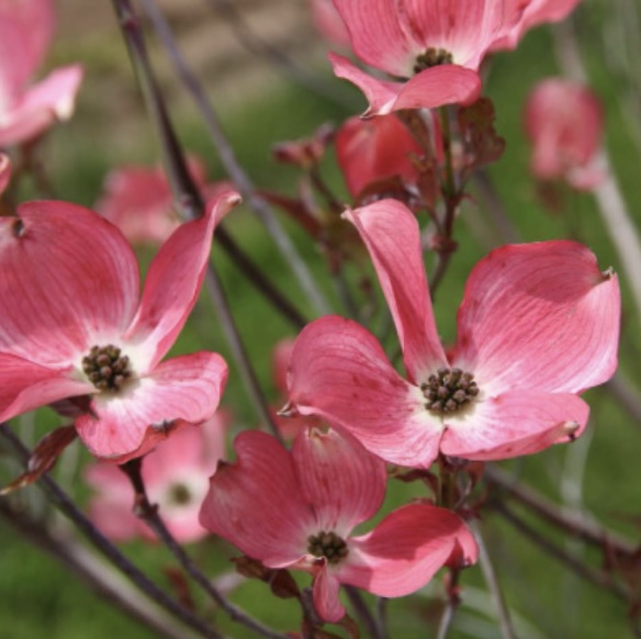 Cherokee Brave Dogwood 4'