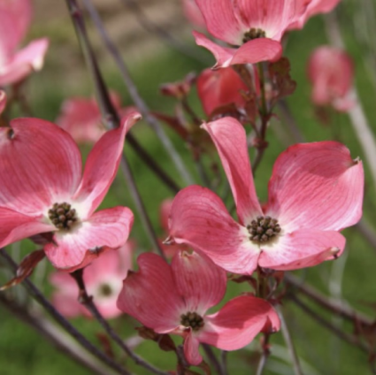 Cherokee Brave Dogwood 5'