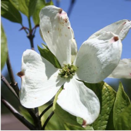 Cherokee Princess Dogwood 5'