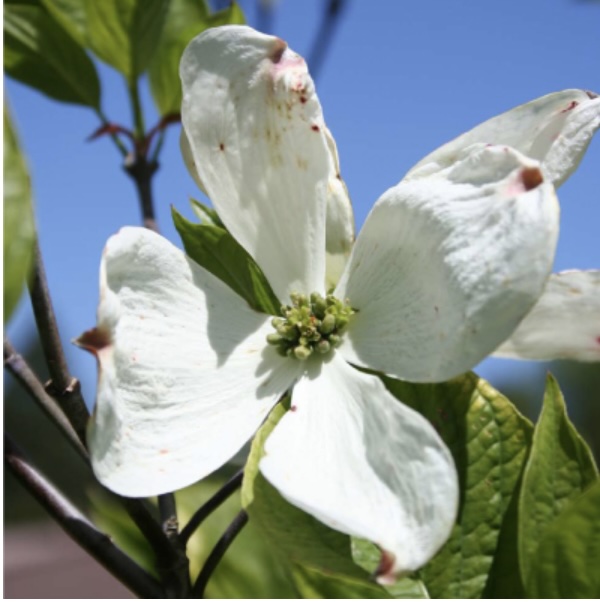 Cherokee Princess Dogwood 6'