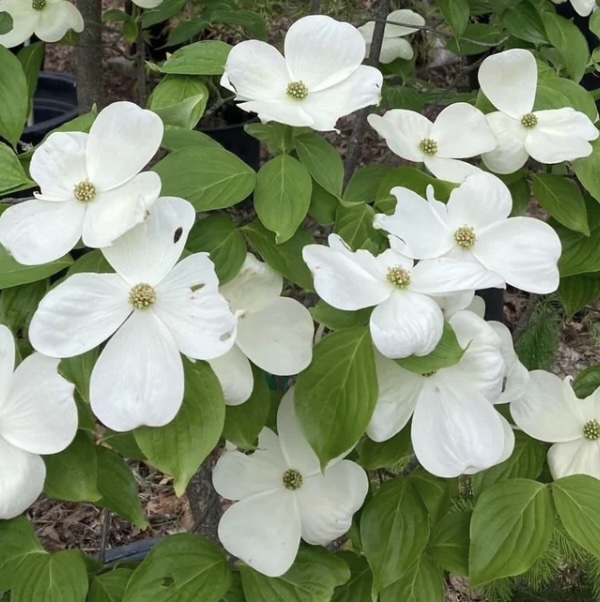 Celestial Shadow Dogwood 2"