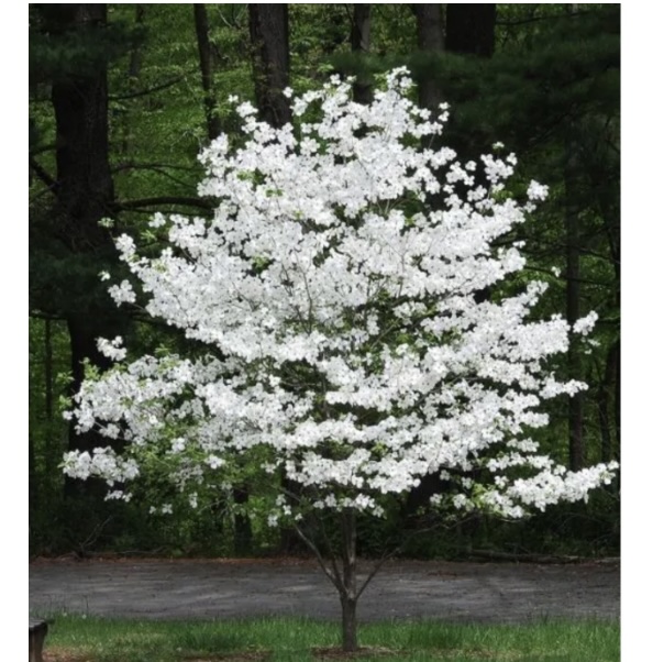 Could Nine White Dogwood 2"