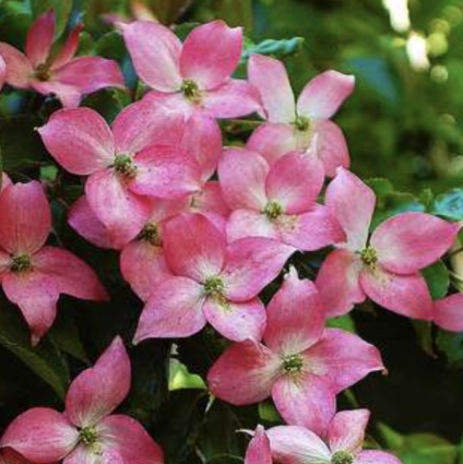 Rosy Teacups Dogwood 10G