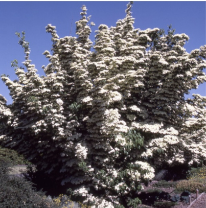 Kousa Dogwood 4'