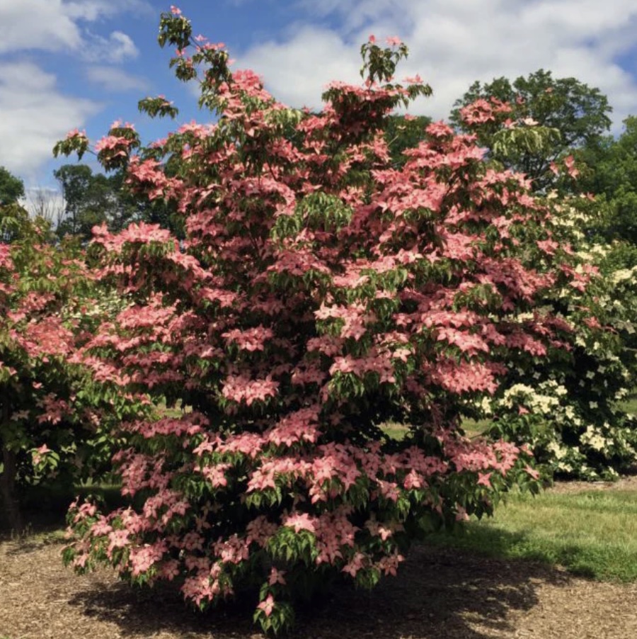 Scarlet Fire Kousa Dogwood 5G