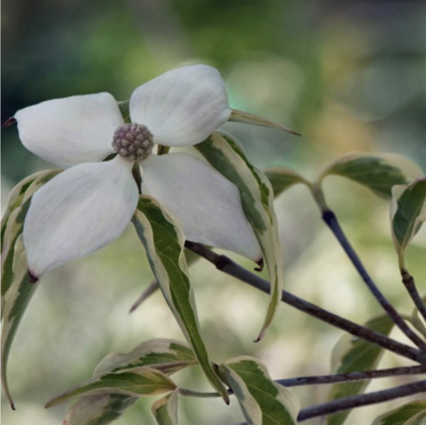 Samaritan Kousa Dogwood 10G