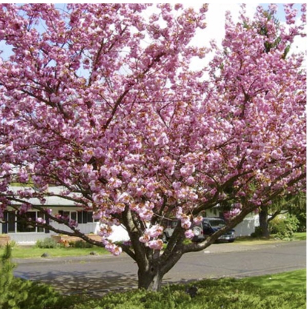 Kwanzan Flowering Cherry Tree 1.5"