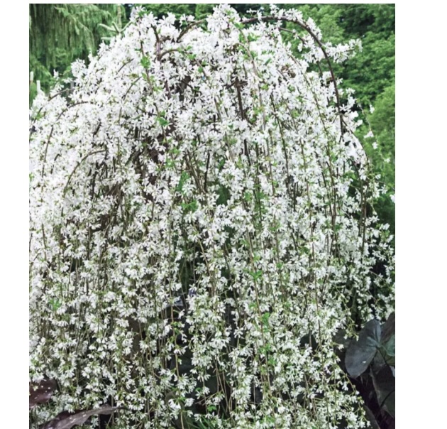 Snow Fountain Weeping Cherry Tree 1.75"