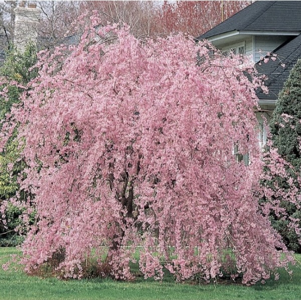 Double Weeping Cherry Tree 15G