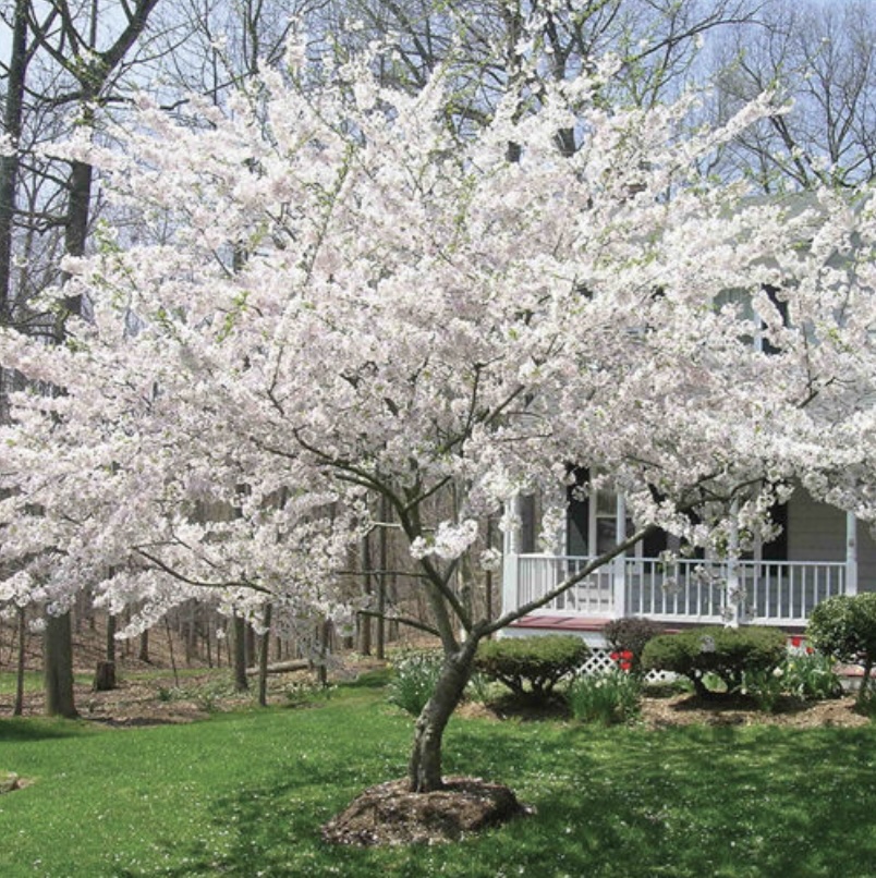 Yoshino Cherry Tree 2"