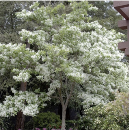 White Fringe Tree 1.5"