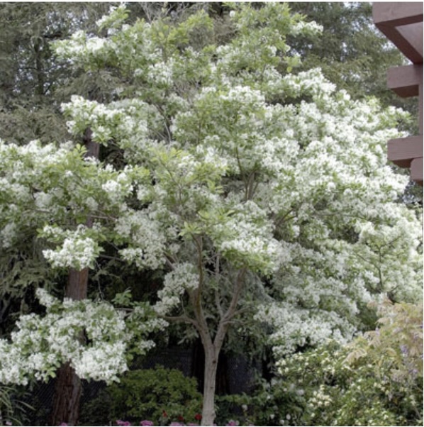 White Fringe Tree 5'