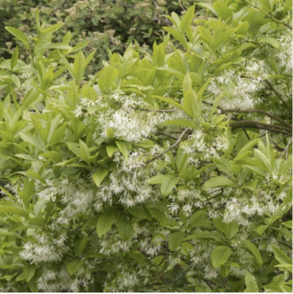 White Clump Fringe Tree 5-6'