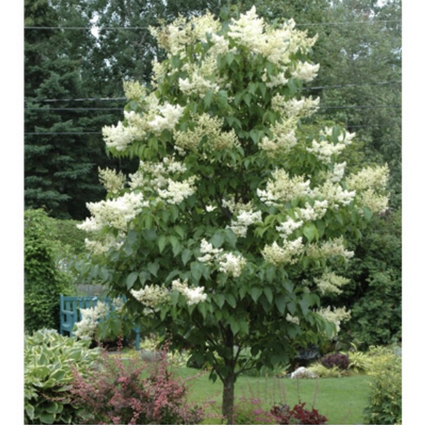 Ivory Silk Lilac Tree 1.5"