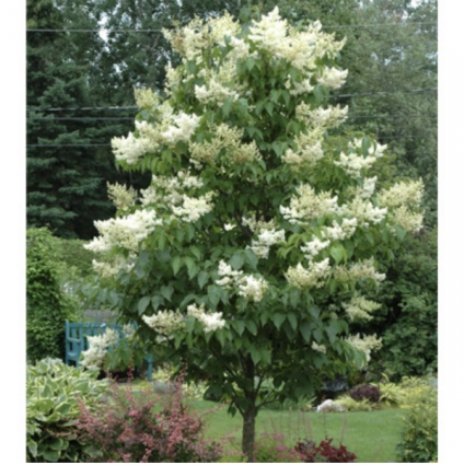 Ivory Silk Lilac Tree 7G