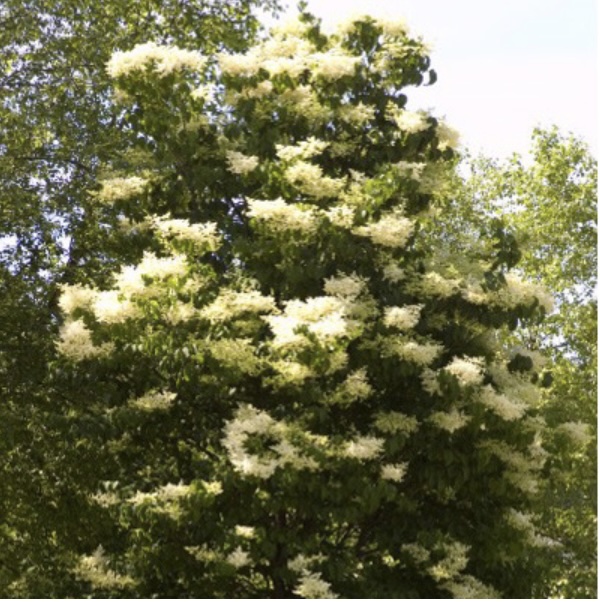 Ivory Silk Clump Lilac Tree 5-6'