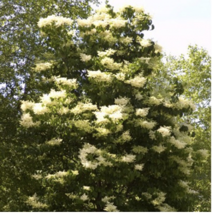 Ivory Silk Clump Lilac Tree 6'-7'