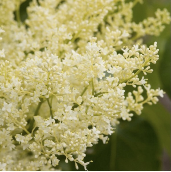 Japanese Snowdance Lilac 1.5"