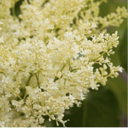 Japanese Snowdance Lilac 15G