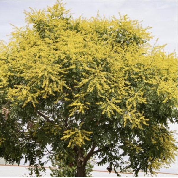 Golden Rain Tree 10G