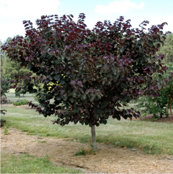 Merlot Redbud 10G