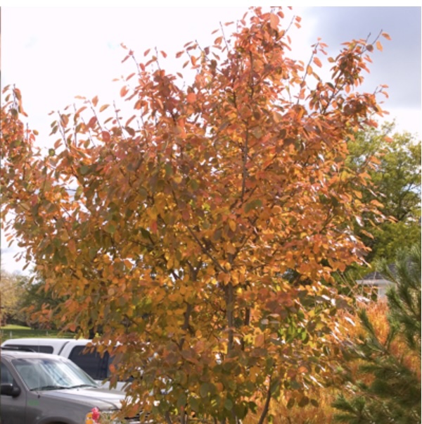 Autumn Brilliance Serviceberry Tree 1.5"