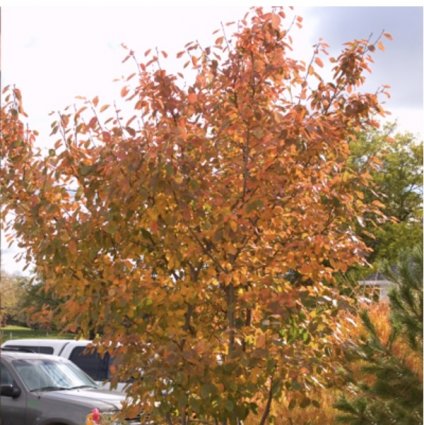 Autumn Brilliance Serviceberry Tree 1.75"